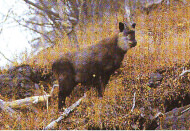 ニホンカモシカ